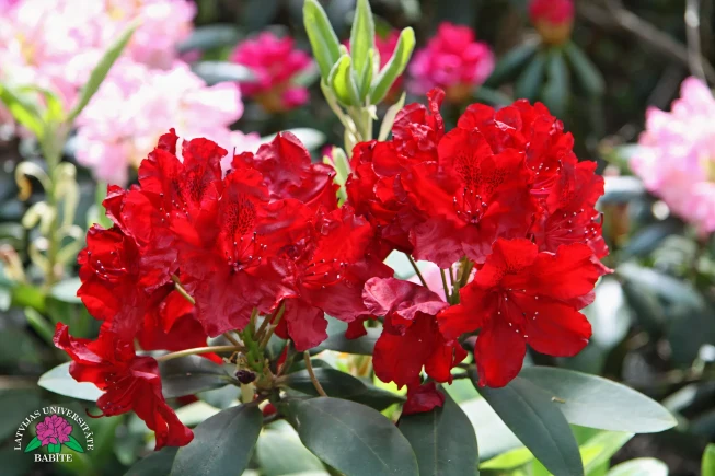 Rhododendron   'Erato'